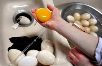 Гусиные яйца — польза