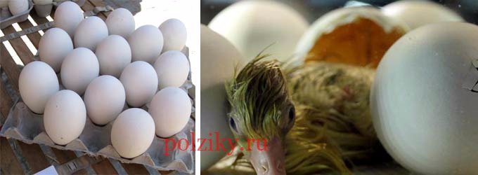 как сохранить гусиные яйца