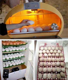 Инкубатор для гусиных яиц