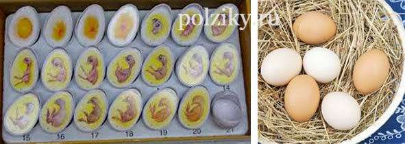 Ошибки инкубации куриных яиц