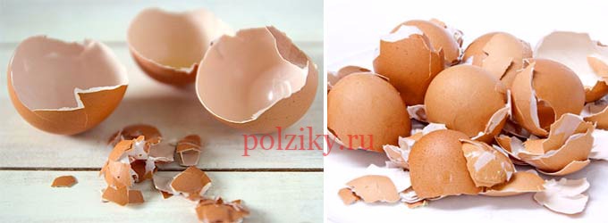Почему у куриных яиц слабая скорлупа
