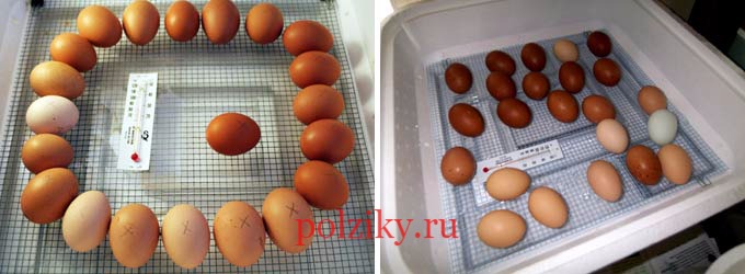 Как хранить инкубационные яйца куриц несушек