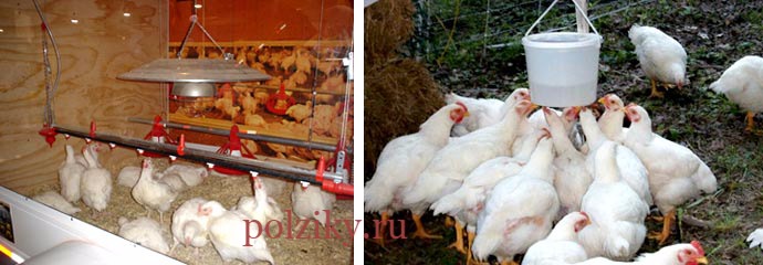 Содержание и уход за цыплятами бройлеров