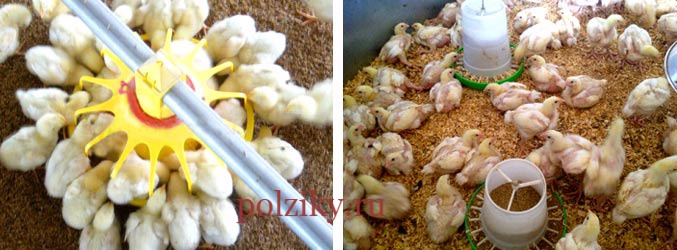 Выращивание бройлеров цыплят в домашних условиях