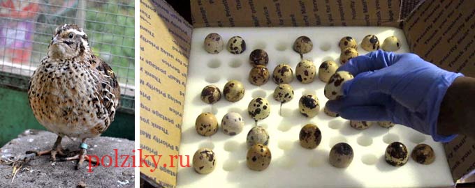 Как отбирают перепелок птиц и яйца для инкубации
