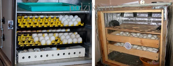 Сроки инкубации гусиных яиц
