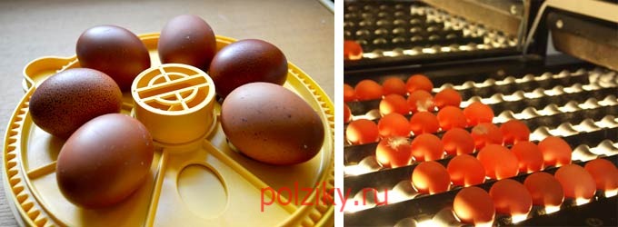 Как правильно проводить овоскопирование куриных яиц во время инкубации
