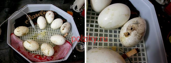 Как правильно отобрать гусиные яйца для инкубации