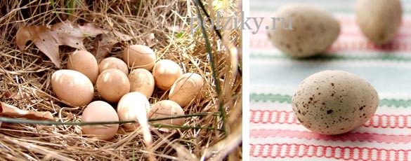 Полезные свойства яиц цесарки