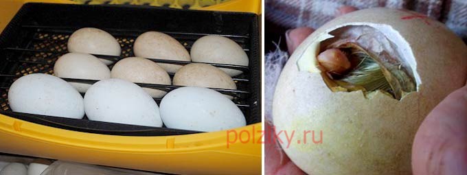 Закладка гусиных яиц в инкубатор