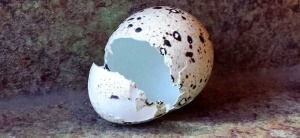 как разбить перепелиное яйцо