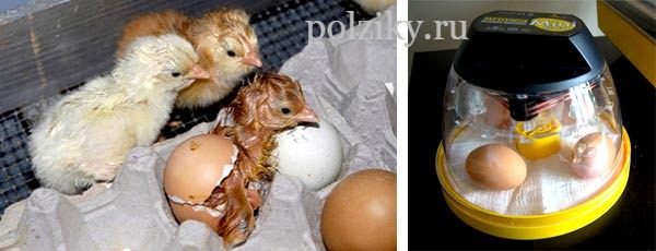 Температура инкубации куриных яиц