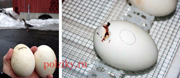 Вредно ли мыть гусиные яйца перед инкубацией