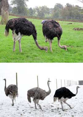 Разведение страусов в домашних условиях