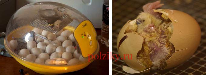 Продам инкубационное яйцо кур