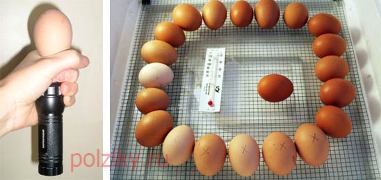 Овоскопирование куриных яиц на 18 день