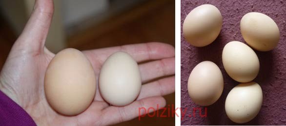 Инкубационные яйца китайских шелковых кур