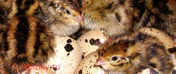 Какие яйца должны быть для инкубации у Эстонских перепелов