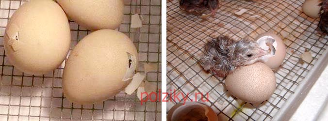 Как должны выглядеть яйца цесарок для инкубации