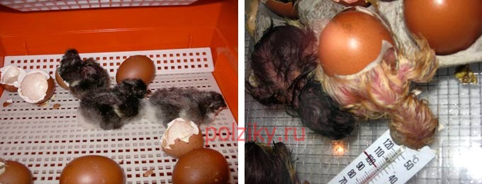В каком хозяйстве продаются инкубационные яйца Маранов