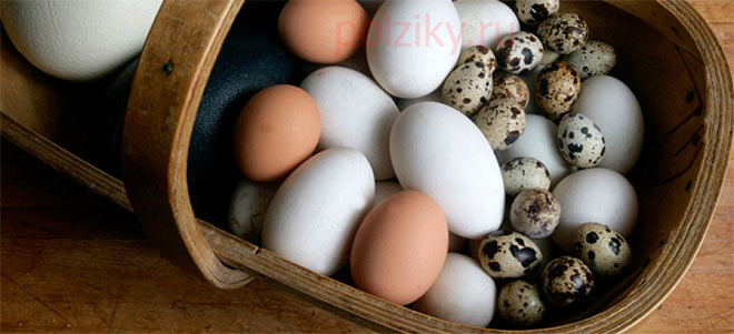 Бывает ли аллергия на перепелиные яйца