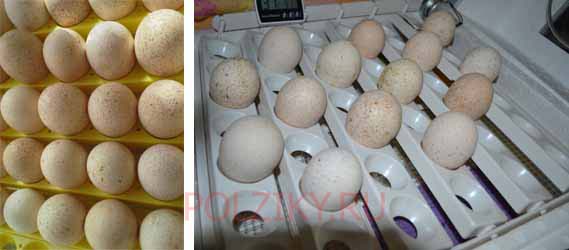 Инкубация индюшиных яиц дома