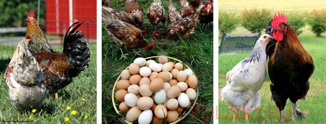 Как оплодотворяются куриные яйца