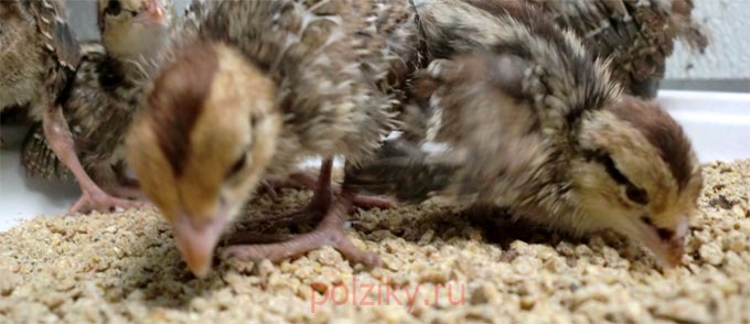 Как составить корм для птенцов перепелов
