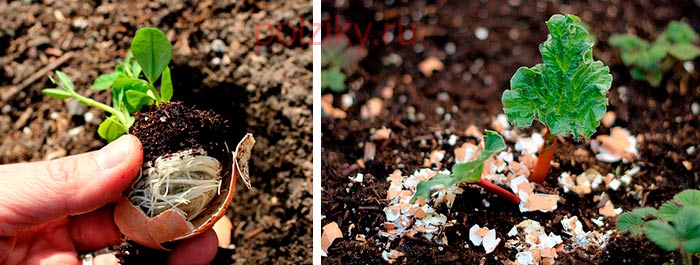 Каким растениям можно подсыпать яичную скорлупу