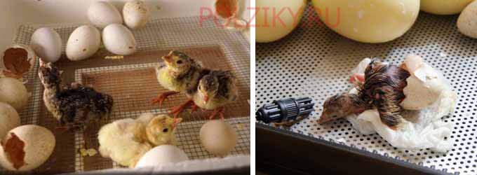 Режим и особенности инкубации индюшиных яиц