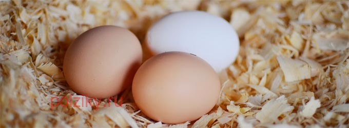 Сколько яиц подкладывать под курицу