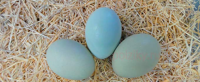 Сколько яиц сносят куры Арауканы