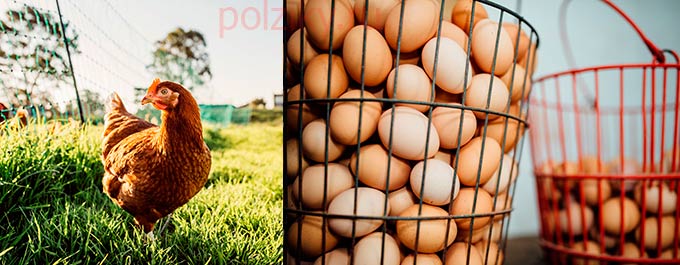 Что делать при нарушении яйцекладки курами несушками