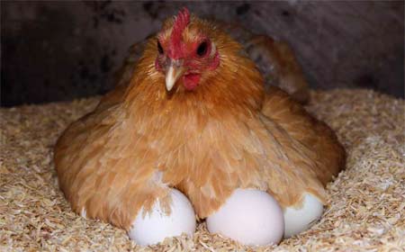 Как правильно проверить яйца под наседкой