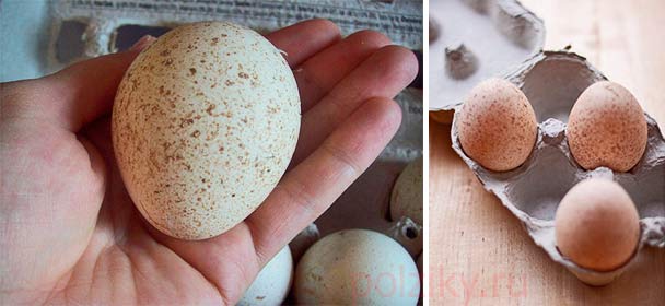 Как правильно хранить индюшиные яйца