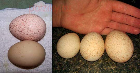 Какого размера должны быть яйца индеек