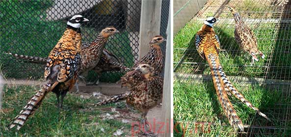 Сколько дней длится инкубация яиц у фазанов