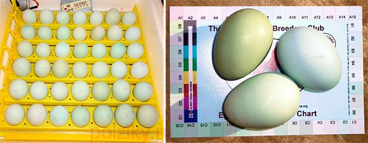 Как выбрать яйца Амерауканы на инкубацию