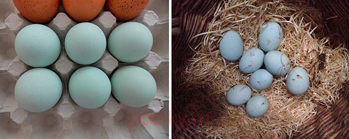 Как выбирать инкубационные яйца Легбара