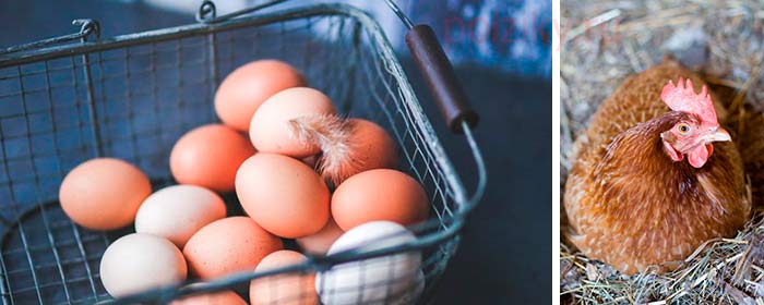 Как понять что курица не может снести яйцо