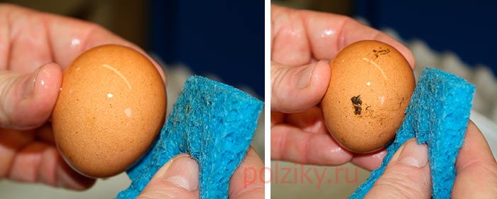 Мытье грязных яиц перед инкубацией