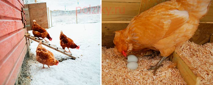 Чем кормить кур зимой для лучшей яйценоскости
