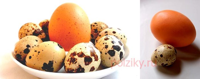 Что приготовить полезного из перепелиных яиц