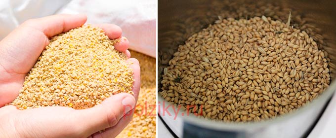 Каким зерном кормить утят