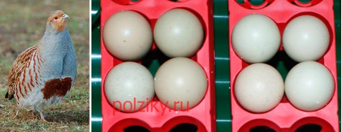 Инкубационное яйцо серой куропатки