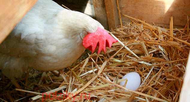 Подкладные яйца для кур и других птиц