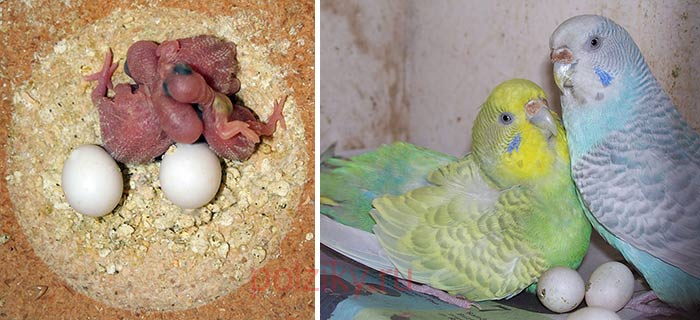Волнистые попугаи снесли яйца
