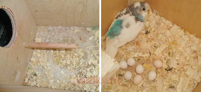 Как ухаживать за попугаями если они снесли яйца