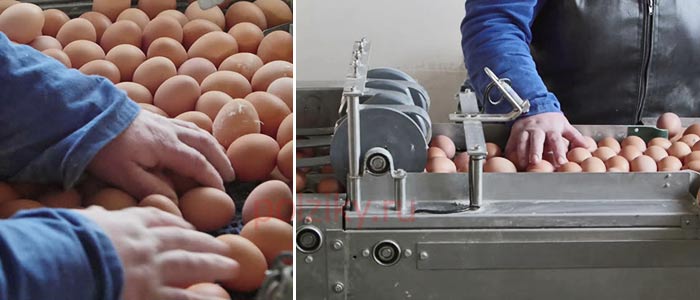 Отбор куриных яиц по категориям на птицефабрике