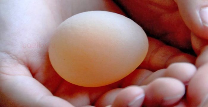 Почему куры несут яйца с мягкой тонкой скорлупой